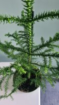 Araucaria Heterophylla in kweekpot 17cms en 60cms hoog! - Kamer den - kamerplant - Verliest geen naalden! Prijs is inclusief verzending! (Foto's van eigen planten)