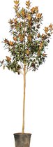Magnolia grandiflora Magnolia grandiflora 550 cm