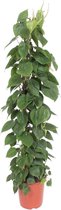 Philodendron Scandens gaasrek - 150 cm - ø27