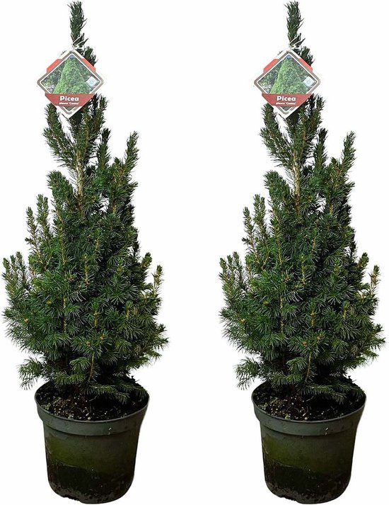 Picea Kerstboom - 2 stuks - Kleine echte Kerstboom - Potmaat: 19cm - Hoogte: 70cm - Mini kerstboom - Beste kwaliteit kerstbomen - Spar - Kerst - Boom