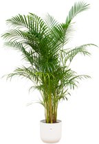 Bladrijkwinkelen - Combi Deal - Areca Palm Inclusief Elho Vibes Fold Round Wit Ø30 - 160 Cm - Kamerplant- Palm - Kamerplanten luchtzuiverend - Luchtzuiverende Kamerplant - Plant - Makkelijk Kamerplant