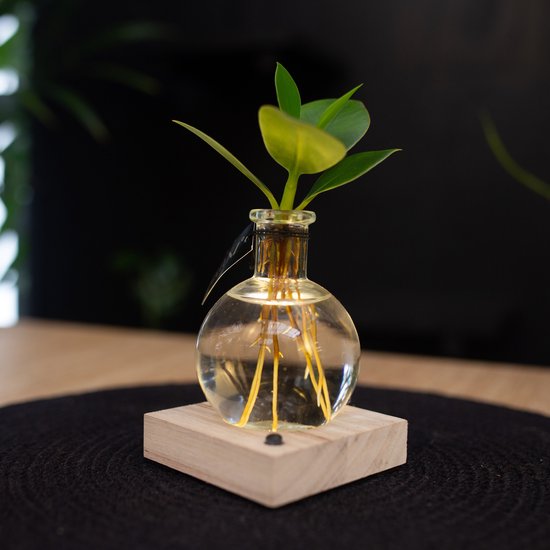 Intenz | Samoa | Clusia rosea Princess | Mangrove