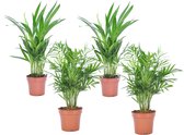 Plant in a Box - Mini Indoor Palmmix - Set van 4 - Chamadorea Elegance - Areca Lutescens - Kamerplanten - Pot 12cm - Hoogte 25-40cm