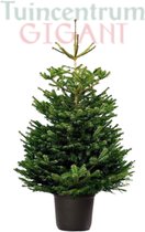 Echte kerstboom in pot - met kluit - 125-150cm - 'Nordmann Excellent'