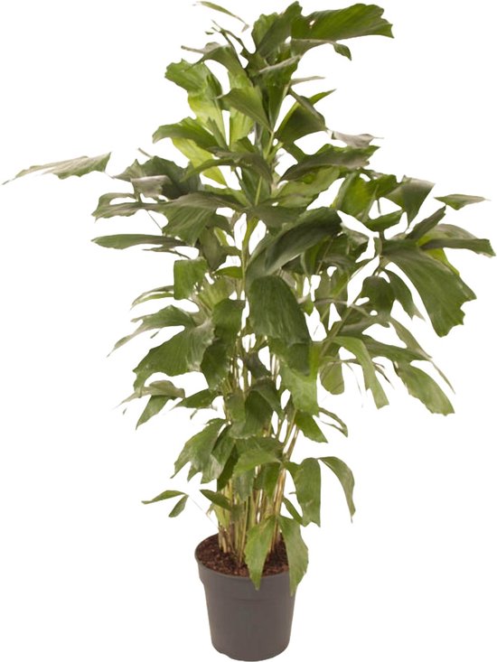 Goed & Groen - Caryota mitis - Vissenstaartpalm - Vinnetjespalm - XL -↨ 150cm - Potmaat 27 - Exclusieve Kwaliteit Planten - Kamer Plant - Kamerplanten - Sfeer - Interieur