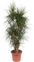 Groene plant – Drakenboom (Dracaena Marginata) – Hoogte: 190 cm – van Botanicly