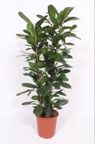 Groene plant – Treurvijg (Ficus Cyathistipula ) – Hoogte: 120 cm – van Botanicly