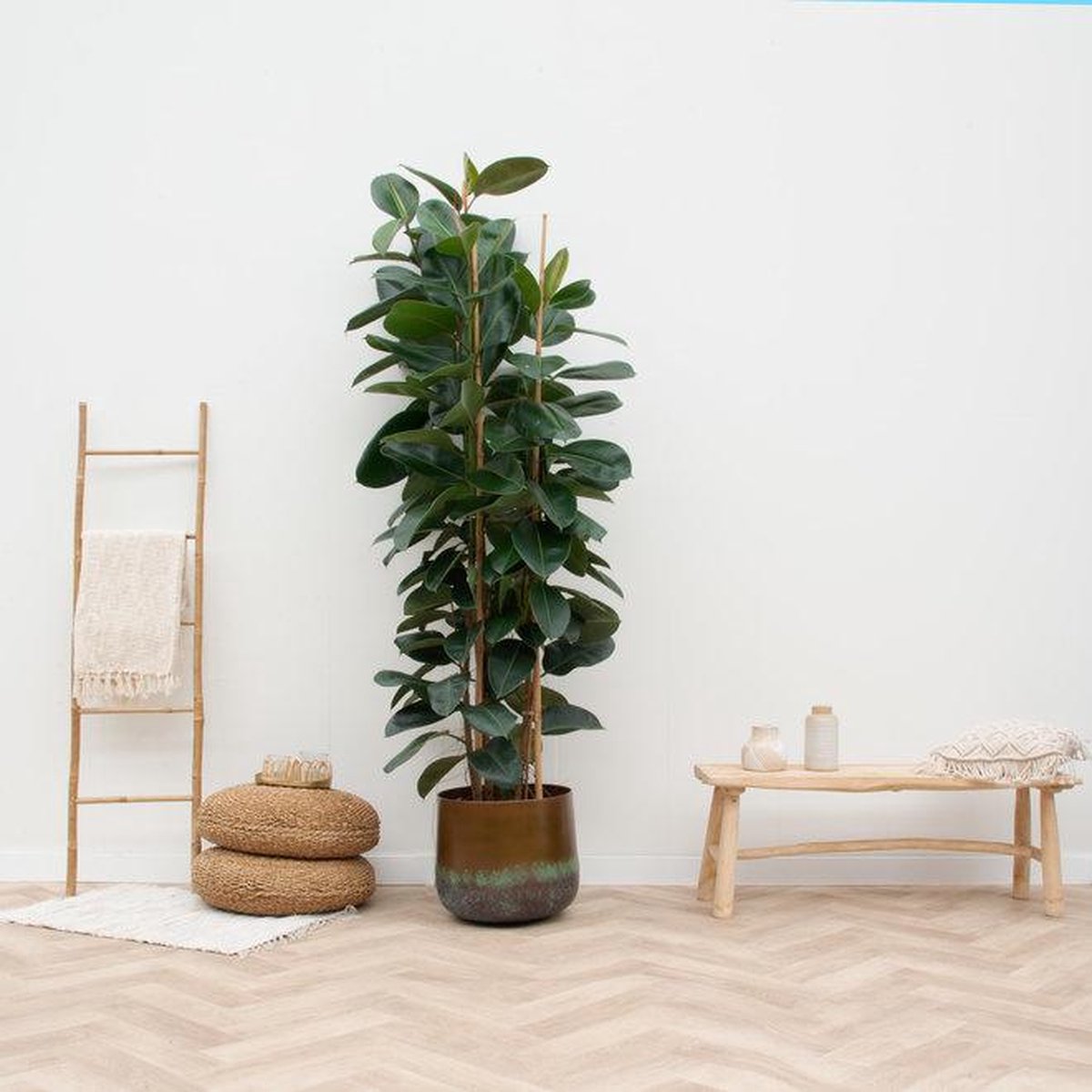 BOTANICLY Groene plant – Rubberboom (Ficus Elastica Robusta) – Hoogte: 225 cm – van