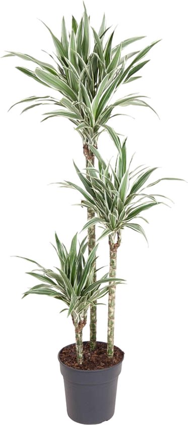 Makkelijke Binnenplant Dracaena Draco - Canarische Drakenboom - Een Rondom Mooie Plant Dracaena Draco Voeding