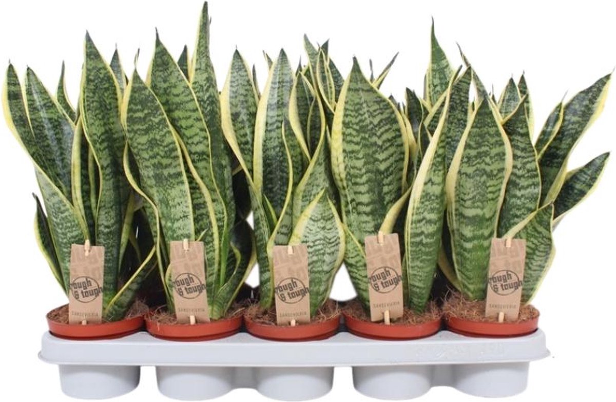 BOTANICLY Groene plant – Vrouwentongen (Sansevieria Superba) – Hoogte: 40 cm – van