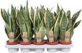 Groene plant – Vrouwentongen (Sansevieria Superba) – Hoogte: 40 cm – van Botanicly