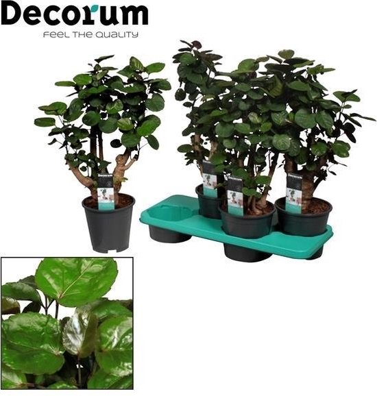 61cm! Groot altaar houten symbool van de kerkkandelaars (2) - Catawiki 61cm! Groot altaar houten symbool van de kerkkandelaars (2) - Catawiki