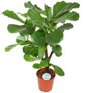 Groene plant – Vioolplant (Ficus Lyrata) – Hoogte: 24 cm – van Botanicly