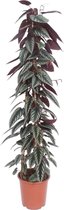 Klimplant – Wingerd (Cissus discolor) – Hoogte: 150 cm – van Botanicly