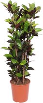 Groene plant – Croton (Codiaeum Mrc Iceton) – Hoogte: 140 cm – van Botanicly