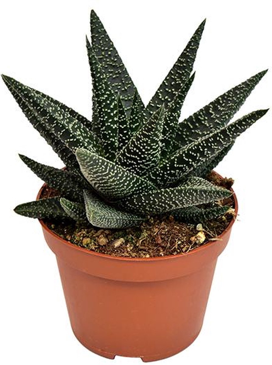 BOTANICLY Vetplant – Vensterplant (Haworthia) – Hoogte: 17 cm – van