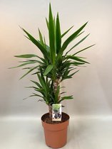 Yucca – Palmlelie (Yucca) – Hoogte: 75 cm – van Botanicly