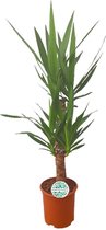 Yucca – Palmlelie (Yucca) – Hoogte: 90 cm – van Botanicly