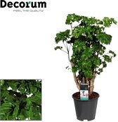 Groene plant – Polyscias (Polyscias Roble) – Hoogte: 60 cm – van Botanicly