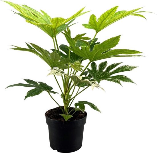 Fatsia – Vingerplant – Hoogte 50cm