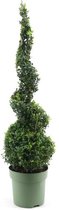 Buxus – Buxus Semp Spiral (Buxus Semp Spiral) met bloempot – Hoogte: 90 cm – van Botanicly