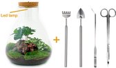 DIY Flessentuin met Glas nr.2 ong. 30 cm groot - Mini-ecosysteem voor jouw Urban Jungle van Botanicly