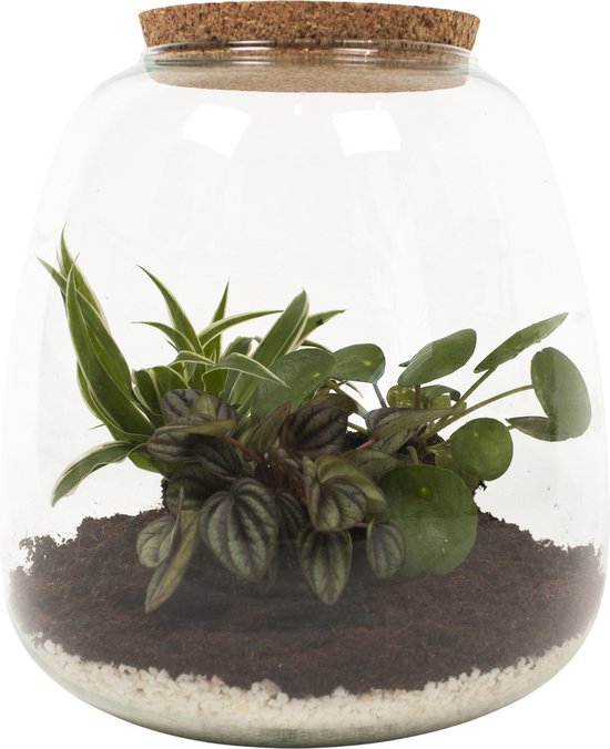 SUCK UK Chemistry Terrarium Voor Vetplanten Cactus SUCK UK Chemistry Terrarium Kit - Glazen Kolf Met Aarde, Zand, Kool, Kiezelstenen Doe-het-zelf Plantenbak