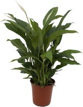Groene plant – Lepelplant (Spathiphyllum) – Hoogte: 65 cm – van Botanicly