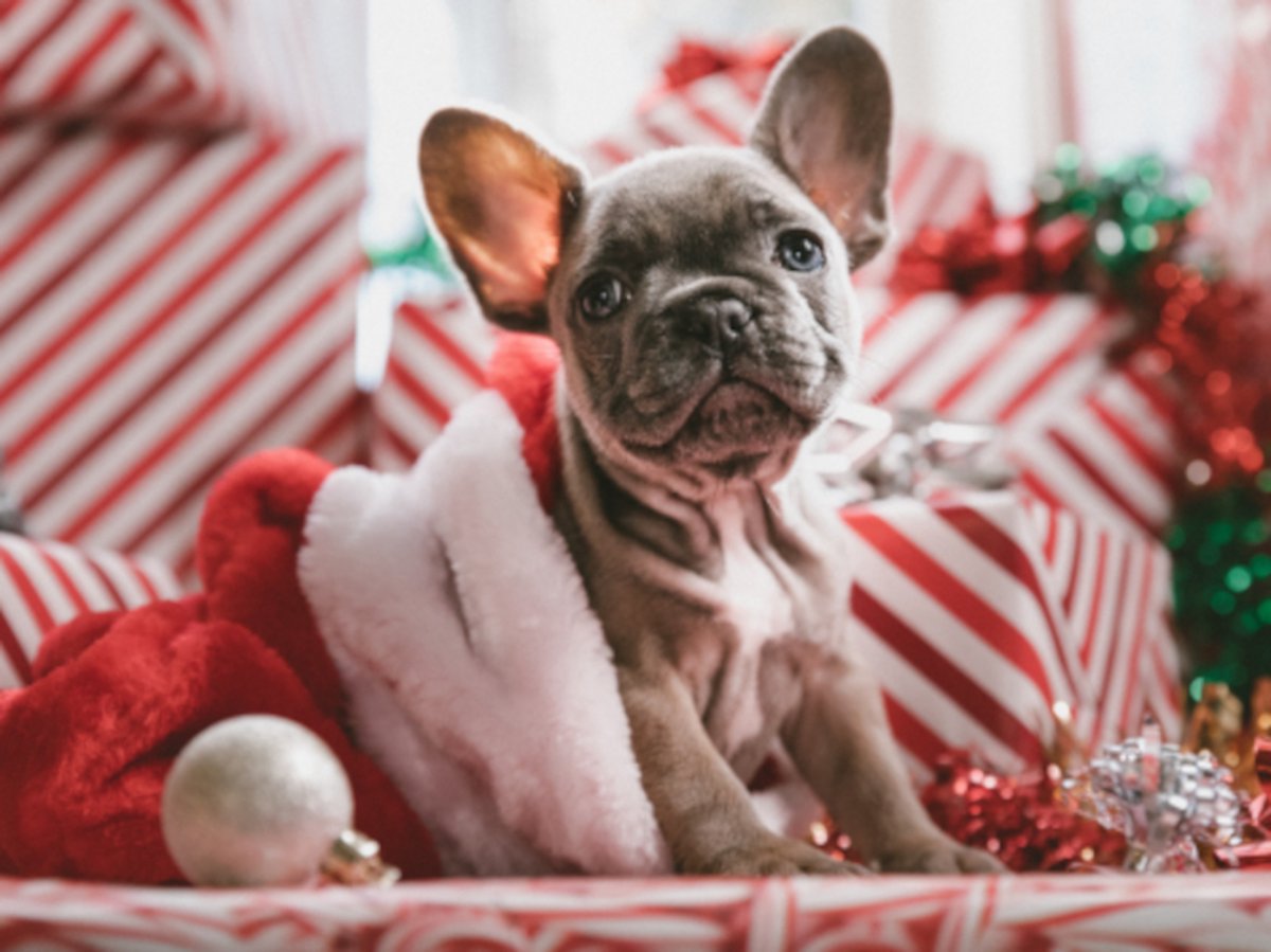 Diamond painting kerst hond kerstmuts cadeautjes 30x40cm vierkante steentjes