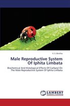 Male Reproductive System Of Iphita Limbata