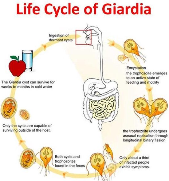 Laktózérzékenység, Giardia baby symptoms