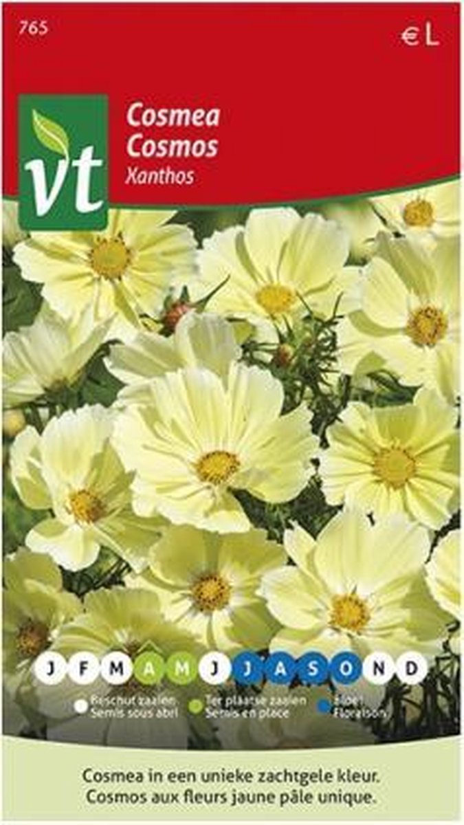Cosmea Xanthos, unieke zachtgele bloemen en uitbundige en langdurige bloei tot aan de eerste vorst