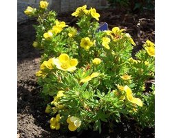 Potentilla Fruticosa 'Kobold' - Ganzerik|Vijfvingerkruid 25-30 cm in pot