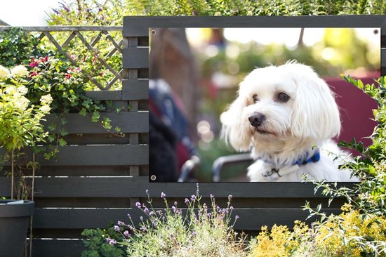 Affiche de jardin mignon chien maltais 180x120 cm - Toile de jardin / Toile d'extérieur / Peintures d'extérieur (décoration de jardin) XXL / Groot format!