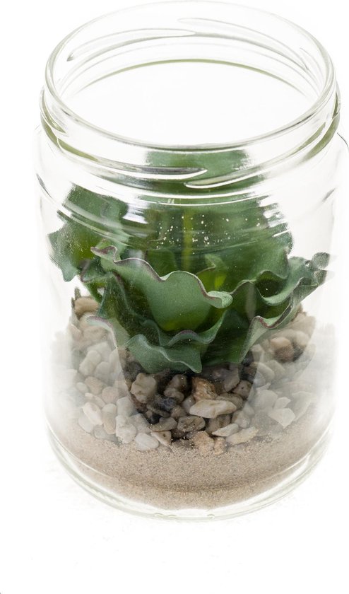 Vetplant in een glazen pot 2 stuks | bol.com
