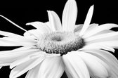 Tuinposter - Witte bloem