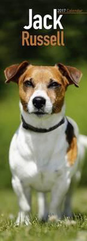 Jack Russell Slim Calendar 2017 Bol jack-russell-slim-calendar-2017-bol