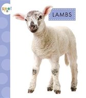 Spot Baby Farm Animals- Lambs