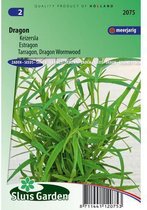 Sluis Garden - Dragon Russische (Artemisia dracunculus)