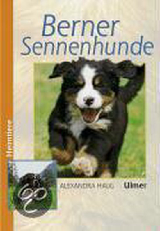 Berner Sennenhunde