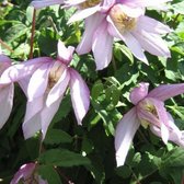 Clematis 'Pink Flamingo' - Bosrank - 50-60 cm pot: Klimplant met grote, roze bloemen.