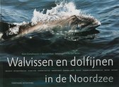 Walvissen In De Zuidelijke Noordzee