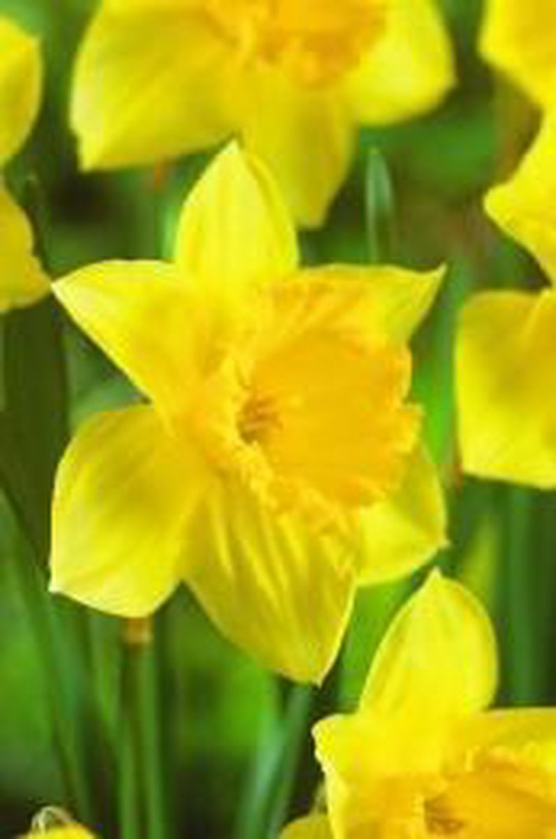 50 Narcis Carlton - paaslelie - trompetnarcis