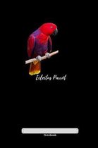 Eclectus Parrot