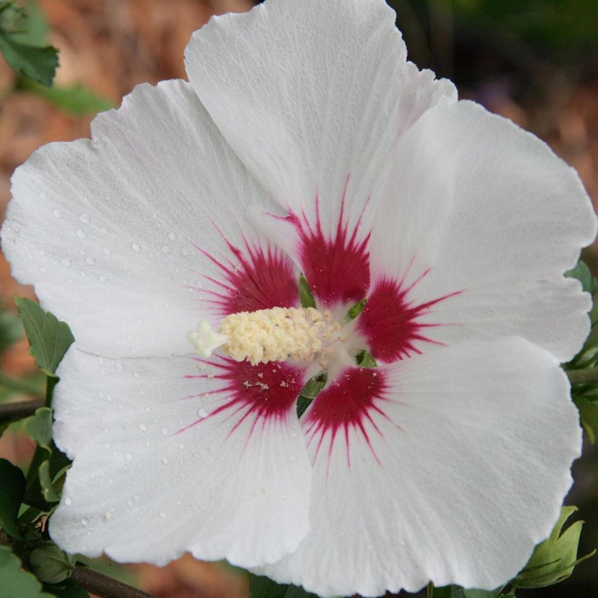 Hibiscus syriacus 'Red Heart' - Altheastruik 40-60 cm in pot