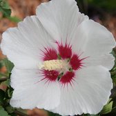 Hibiscus Syriacus 'Red Heart' - Altheastruik - 40-60 cm pot: Struik met witte bloemen met een dieprood centrum.