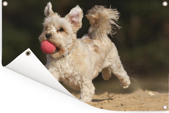 Un chien maltais avec une boule rouge Affiche de jardin 180x120 cm - Toile de jardin / Toile d'extérieur / Peintures d'extérieur (décoration de jardin) XXL / Groot format!