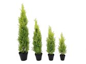 Europalms Cypress, Leyland, 90cm