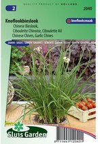 Sluis Garden - Bieslook Chinese, knoflookbieslook  (Allium tuberosum)