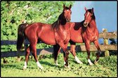 Paarden Deurmat / Siermat